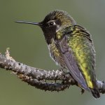 Hummer37.jpg