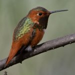 Hummer44.jpg