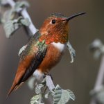 Hummer48.jpg