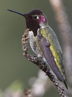 Hummer27.jpg