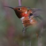 Hummer23.jpg