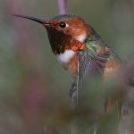 Hummer25.jpg