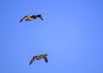 DSC_1184.jpg