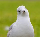 gull N 500_0216.jpg