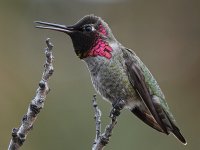 Hummer.jpg