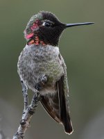 Hummer7.jpg