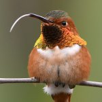 Hummer33.jpg