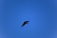 DSC_1355f.jpg