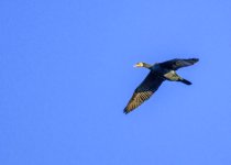 DSC_1355.jpg
