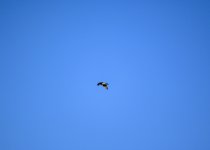 DSC_1294.jpg