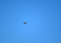DSC_1295.jpg