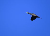 DSC_13652.jpg