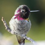 Hummer9.jpg