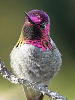 Hummer10.jpg