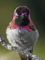 Hummer14.jpg