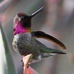 Hummer24.jpg