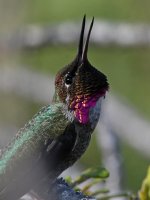 Hummer28.jpg