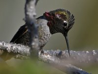 Hummer29.jpg