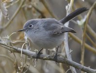 _ROY6633_01.jpg