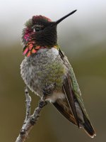 Hummer4.jpg