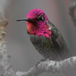 Hummer17.jpg