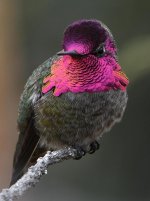 Hummer23.jpg