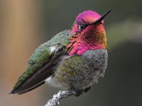 Hummer24.jpg