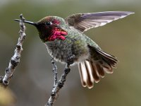 Hummer42.jpg
