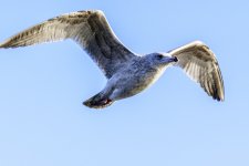 DSC_1790.jpg