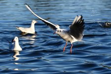 DSC_1696.jpg