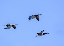 DSC_1765.jpg