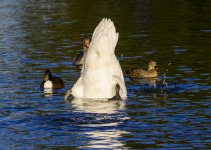 DSC_1788.jpg