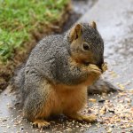Squirrel.jpg