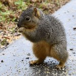 Squirrel4.jpg