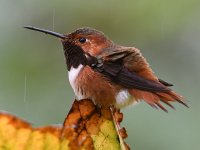 Hummer2.jpg