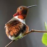 Hummer5.jpg