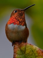 Hummer16.jpg