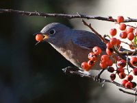 Bluebird.jpg