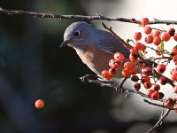 Bluebird2.jpg