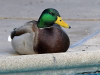 Duck.jpg