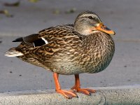 Duck2.jpg