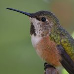 Hummer12.jpg