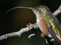 Hummer8.jpg