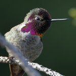 Hummer15.jpg