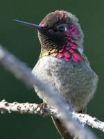 Hummer16.jpg