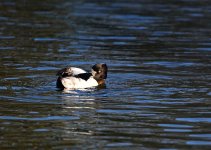 DSC_1534.jpg