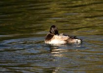 DSC_1537.jpg
