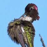 Hummer24.jpg