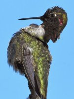 Hummer34.jpg