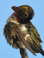 Hummer41.jpg